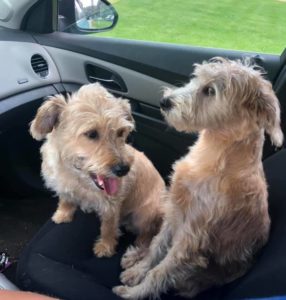 Two small dogs (terrier mixes) sitting in the front seat of a car