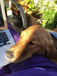 My grandpuppy Ramona helping me with my writing