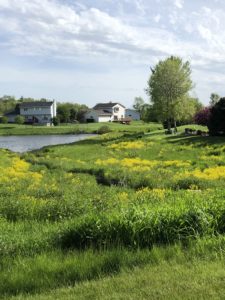 Wildflower field and stream with houses 