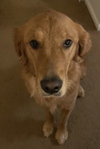 Kristin's grand puppy, golden retriever Ramona