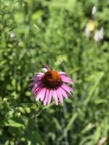 Purple coneflower