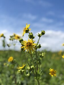 Yellow wildflowers