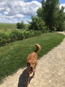 Golden Retriever Ramona at Prairie Moraine Park