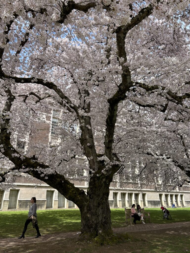 A blossoming cherry tree