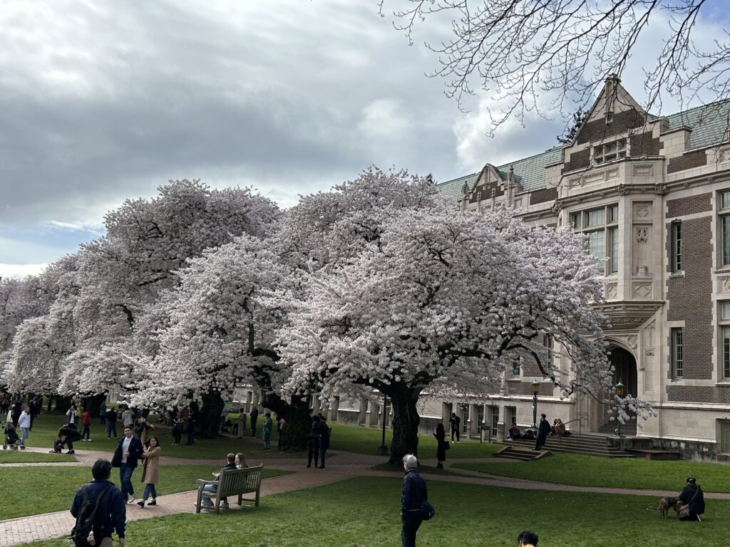 A row of cherry trees in bloom